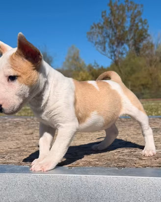 Bull terrier miniature