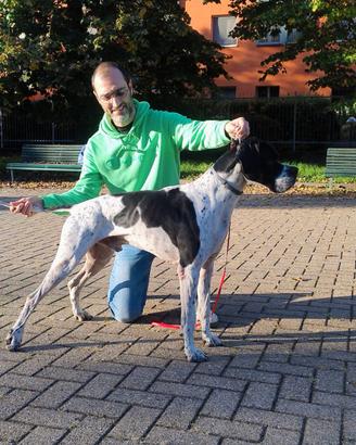 Pointer disponibile per Monte