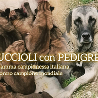 Cuccioli Kangal con pedigree