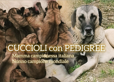 Cuccioli Kangal con pedigree