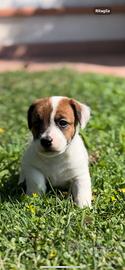 Jack russel broken