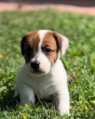 Jack russel broken