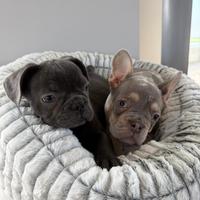 Bulldog francesi