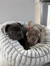 Bulldog francesi