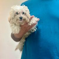 Maltipoo mini toy barboncino maltese disponibili