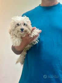Maltipoo mini toy barboncino maltese disponibili