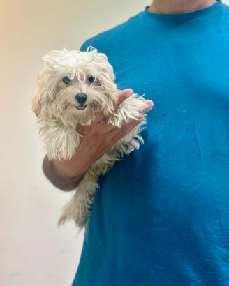 Maltipoo mini toy barboncino maltese disponibili