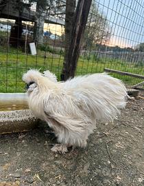 Moroseta e gallina Olandese Nana Ciuffata riccia