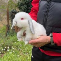 Conigli ariete nano cuccioli