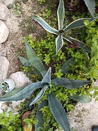 piante grasse agave 