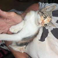 Gattina meravigliosa