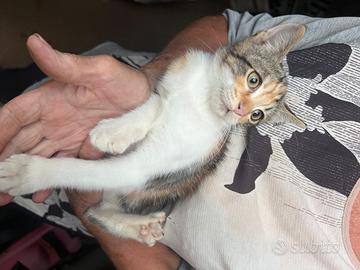 Gattina meravigliosa