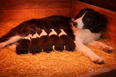 Border Collie