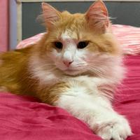 Norvegese delle foreste