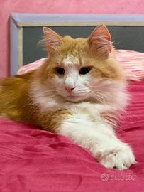 Norvegese delle foreste