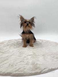 Mini yorkshire Maschietti nero focati