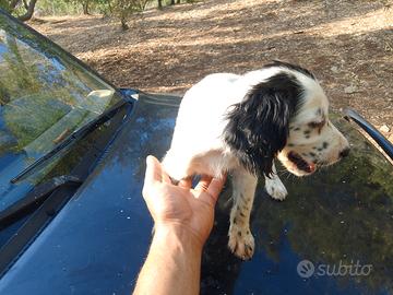 Setter inglese cuccioli