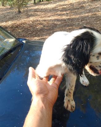 Setter inglese cuccioli
