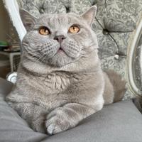 British shorthair