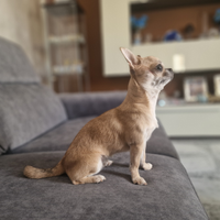 Chihuahua adulta con pedegree enci