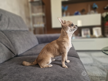 Chihuahua adulta con pedegree enci