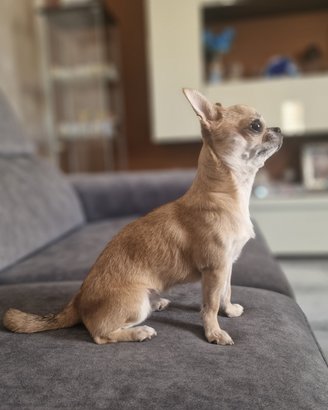 Chihuahua adulta con pedegree enci