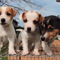 Jack Russell terrier
