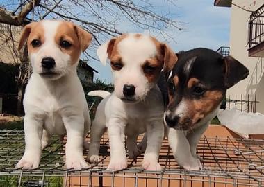 Jack Russell terrier