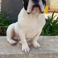 Bulldog francese disponibile per monta