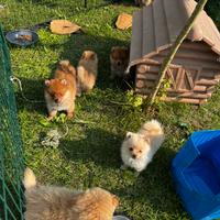 Cuccioli di Pomerania della Prateria (solo maschi)
