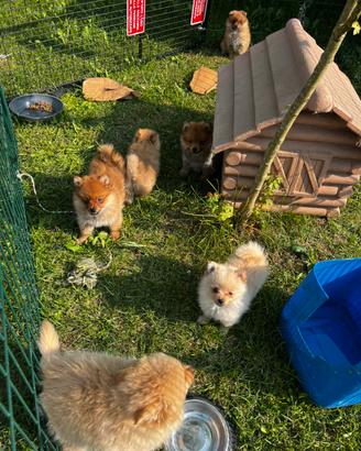 Cuccioli di Pomerania della Prateria (solo maschi)