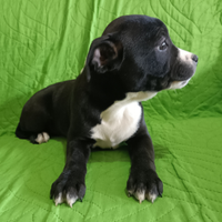 Staffordshire Bull Terrier Cuccioli Staffy