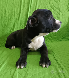 Staffordshire Bull Terrier Cuccioli Staffy