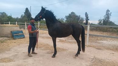 Murgese