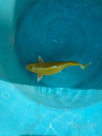 Carpa koi