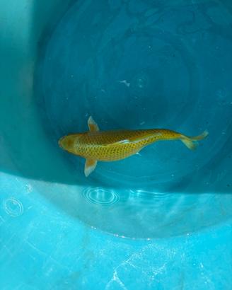 Carpa koi