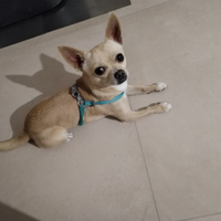 Chihuahua