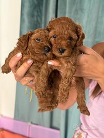 Cuccioli di Barboncini Toy Red