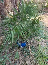 Palma Washingtonia