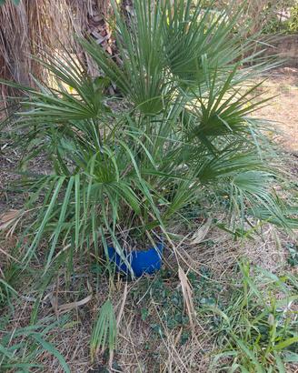 Palma Washingtonia