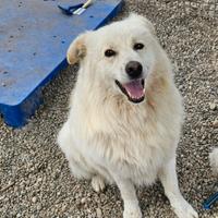 Bubu 4anni e 1/2 dalla catena al box.NOVARA SOS