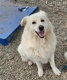 Bubu 4anni e 1/2 dalla catena al box.NOVARA SOS