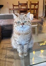 British shortair femmina