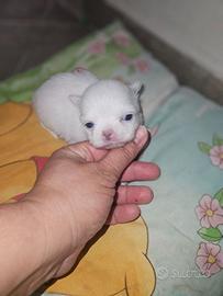Chihuahua nano pelo lungo