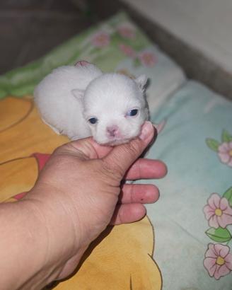 Chihuahua nano pelo lungo