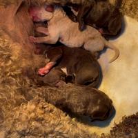 Lagotto romagnolo