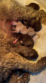 Lagotto romagnolo