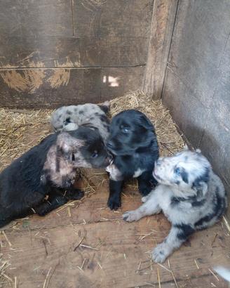 cuccioli pastore del lagorai