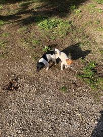 Vendita cuccioli Jack Russell