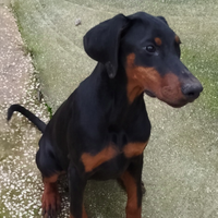 Cuccioli di dobermann